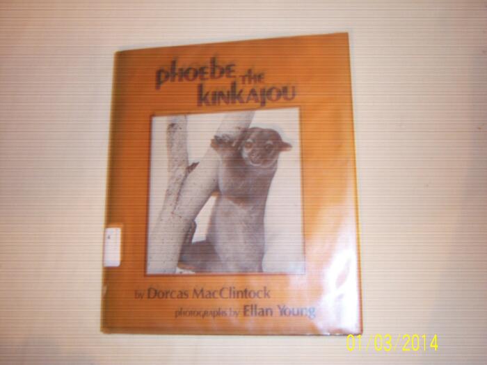 Phoebe the Kinkajou