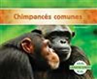 Chimpances Comunes / Chimpanzees
