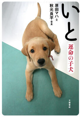 いと―運命の子犬