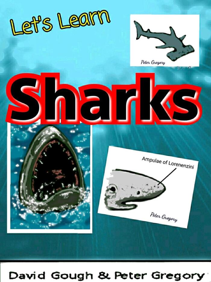 Let's Learn: Sharks
