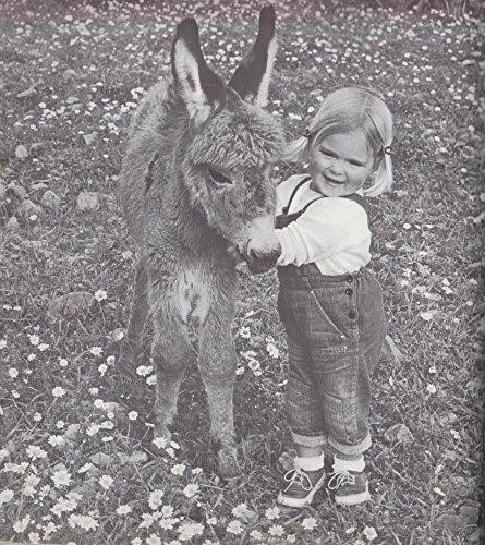 My Donkey Benjamin