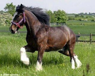 Heavy Horses 1 Shire Horse