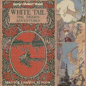 White Tail the Deer's Adventures