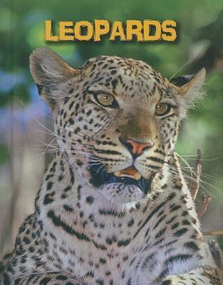 Leopards