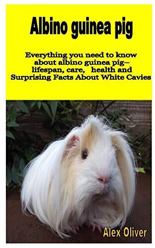 ALBINO GUINEA PIGS: Everything you need to know about albino guinea pig– lifespan care health and Surprising Facts about White Cavies