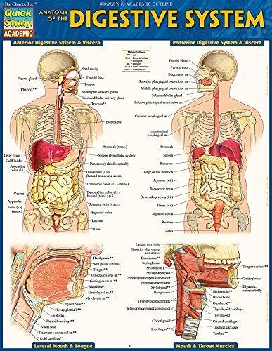 Anatomy of the Digestive System: Quickstudy Laminated Reference Guide (Quick Study Academic) [5/31/2014] Vincent Perez