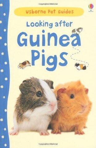 Looking After Guinea Pigs