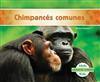 Chimpancés Comunes / Chimpanzees
