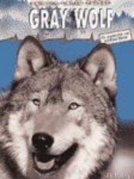 Gray Wolf