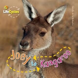Joey to Kangaroo