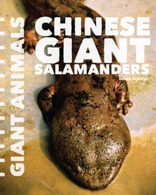Chinese Giant Salamanders