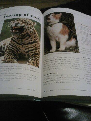 Understanding Your Cat