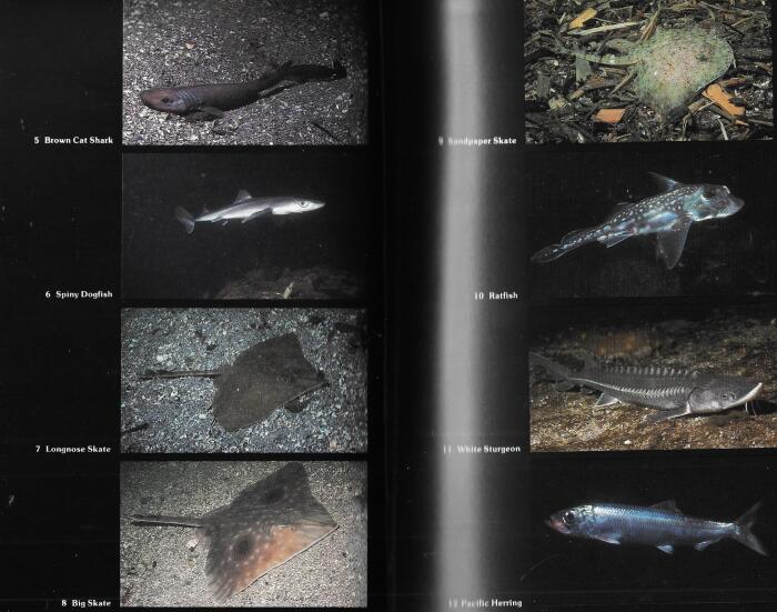 Coastal Fishes of the Pacific Northwest