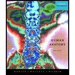Human Anatomy