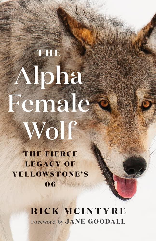 The Alpha Female Wolf: The Fierce Legacy of Yellowstone’s 06