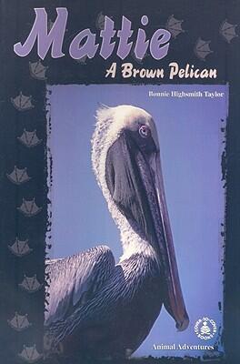 Mattie: A Brown Pelican