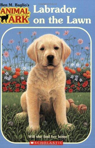 Labrador on the Lawn
