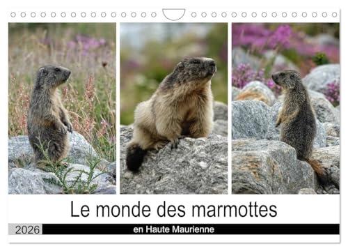 Le monde des marmottes en Haute Maurienne (Calendrier mural 2026 DIN A4 vertical), CALVENDO calendrier mensuel: La vie trépidente de marmottes qui ... de passer une hibernation en toute sécurité.