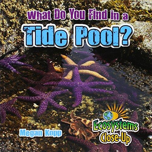 What Do You Find in a Tide Pool?