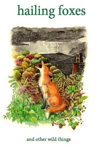 Hailing Foxes