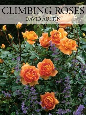 Climbing and Rambler Roses