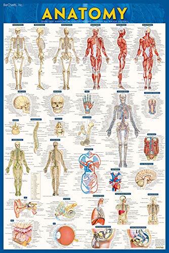 Anatomy Poster: A QuickStudy Reference