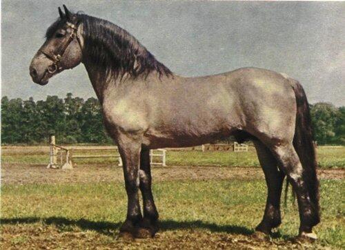 Heavy Horses 6 Nadia the Noriker