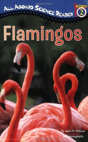Flamingos