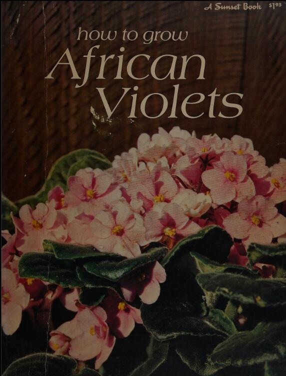 How to Grow African Violets