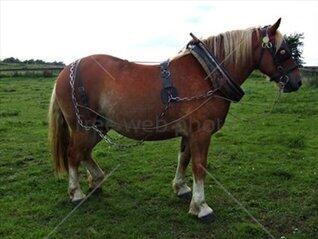 Heavy Horses