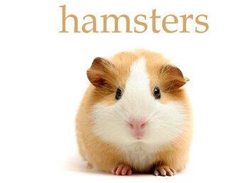 Hamster, Pictures and Fun Facts