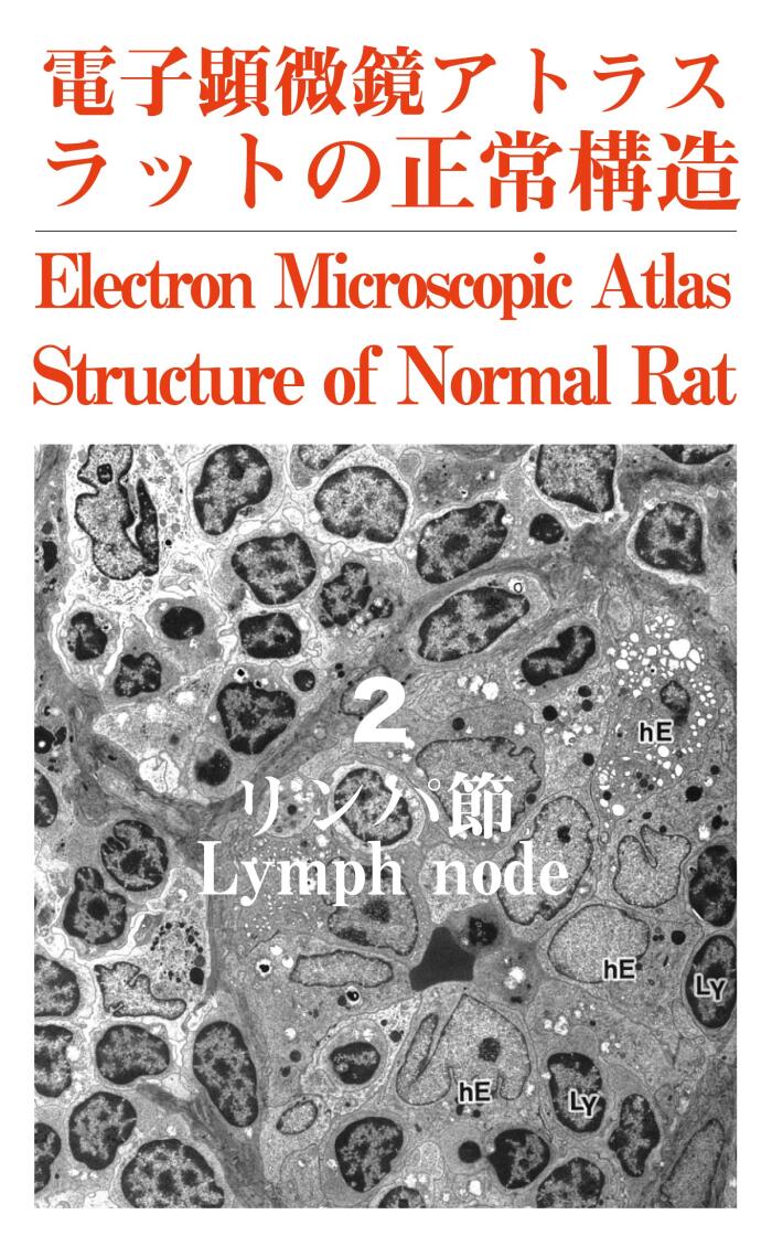 Electron Microscopic Atlas Structure of Normal Rat2 Lymph node (Tokyo Electron Microscopic Counseling room)