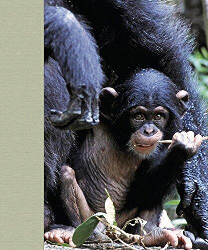 Mother and Child: Wildlife Photography