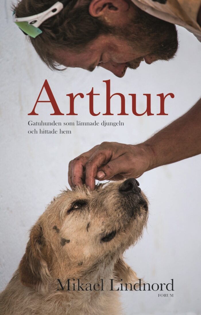 Arthur: gatuhunden som lämnade djungeln och hittade hem