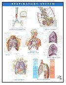 Netter Anatomy Charts: Respiratory System Chart