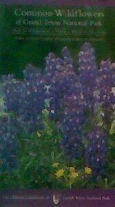 Common Wildflowers of Grand Teton National Park
