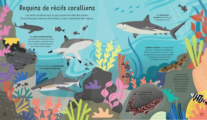 À la rencontre des requins
