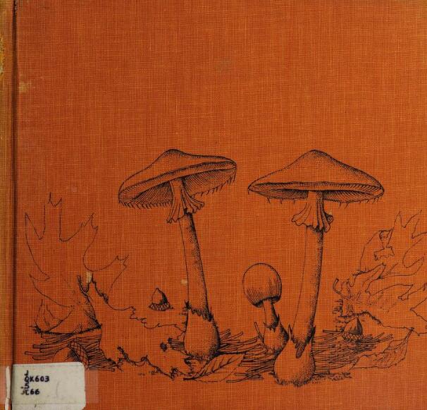 Fairy Rings and Other Mushrooms