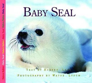 Baby Seal