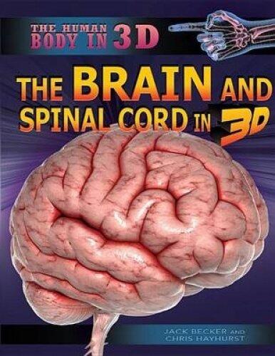 The Brain and Spinal Cord in 3D