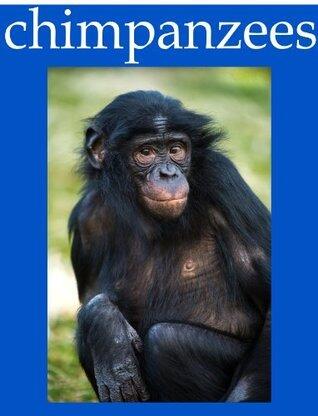 Chimpanzee Pictures and Fun Facts