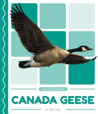 Canada Geese